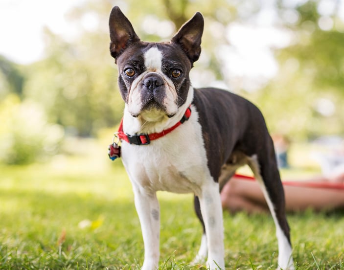 A boston terrier under a tree in a park with its owner.