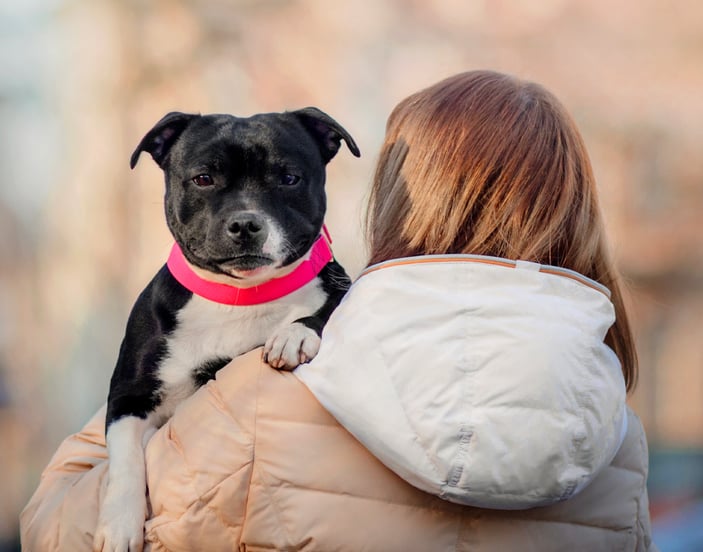 A staffordshire bull terrier being carried by its owner.