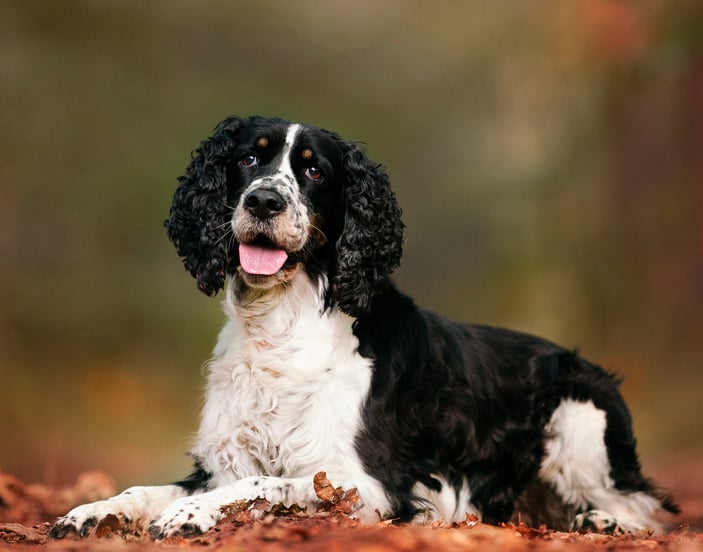 An English Springer Spaniel laying on autumn leaves.