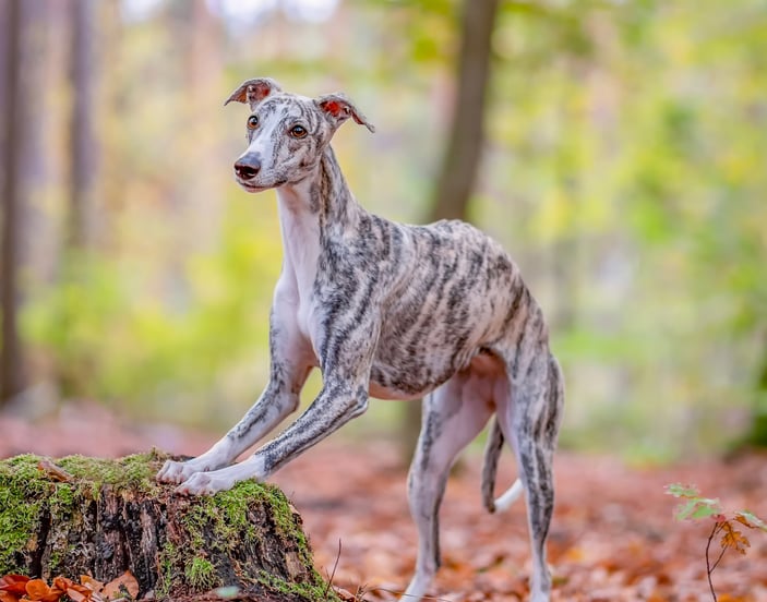 A Greyhound running in a forest of leaves.