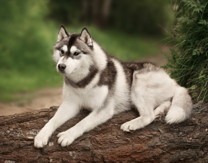 A siberian husky laying on a tree that has fallen over.