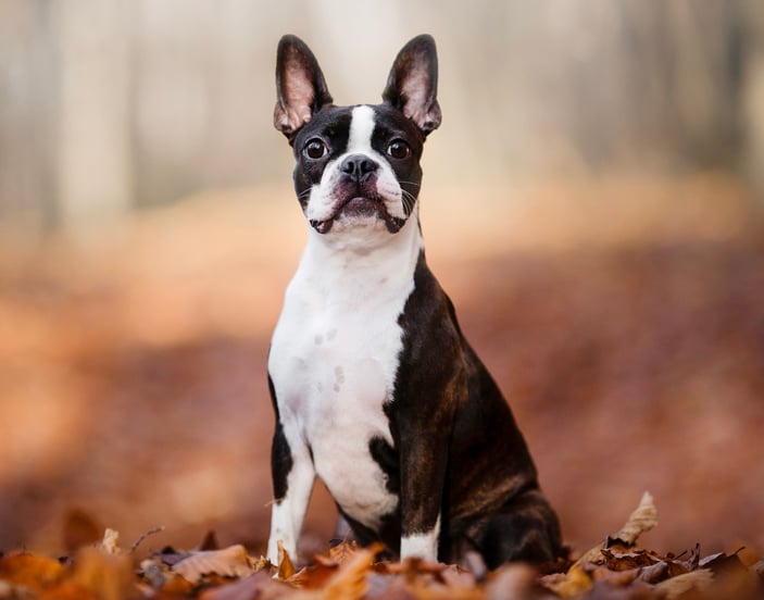 A boston terrier sitting amongst autumn leaves in a forest.