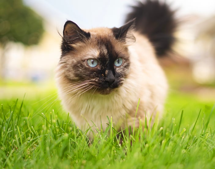 A ragdoll cat walking on grass.