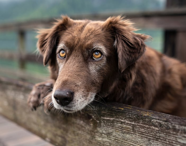 A brown elderly dog looking to camera over a fence.