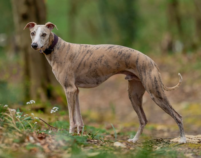 A stripy whippet standing in a forest.