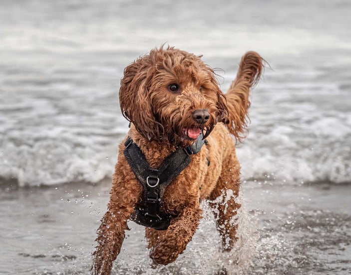 A cockapoo running through the shallow waters at a beach