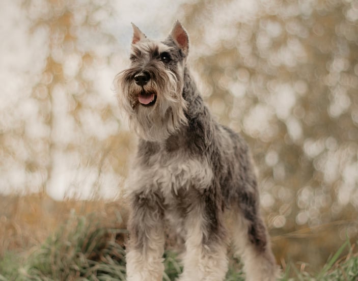 Schnauzer