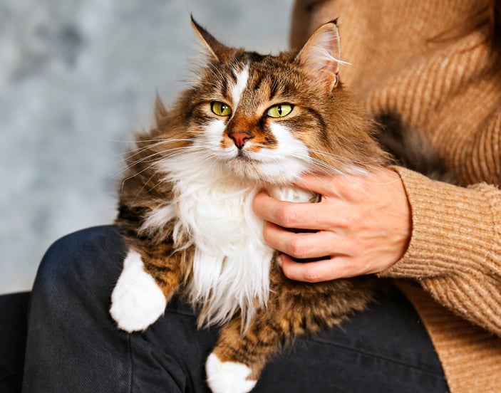 A siberian cat laying on its owners lap.