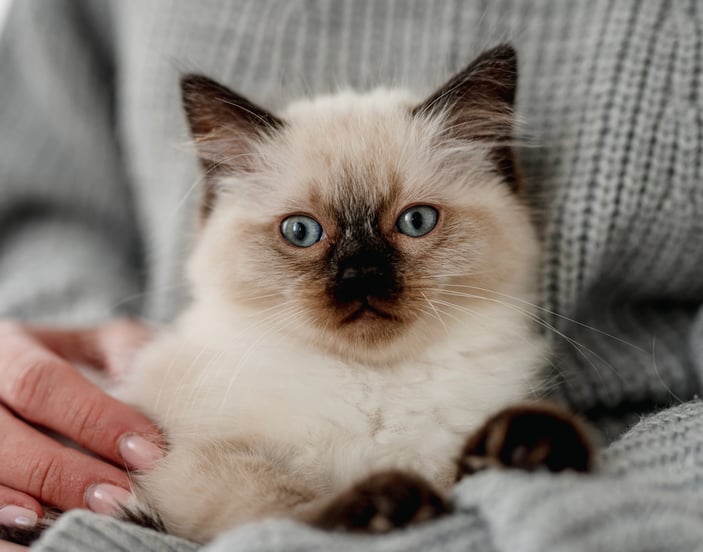 A ragdoll kitten sitting in their owner's lap.