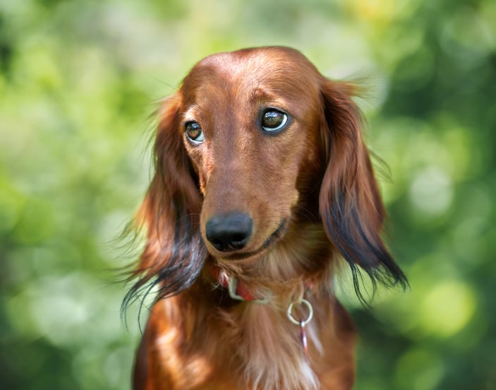 Dachshund sitting in sun in front of greenery
