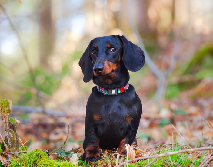A dachshund looking unsure in a forest.