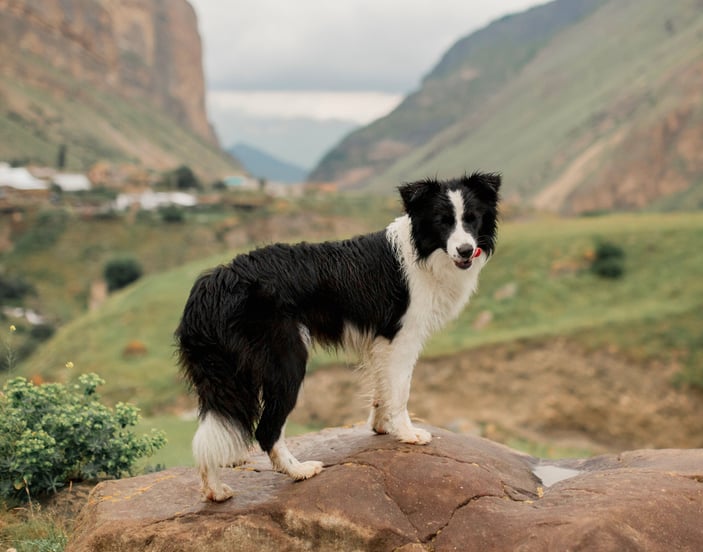 A Border Collie laying down outdoors wearing an orange harness.
