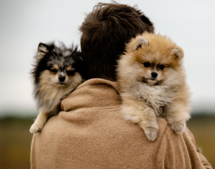 Two poms on the shoulder of their owner