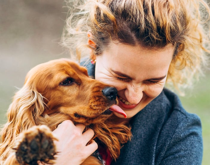 Red Cocker Spaniel licking owners face