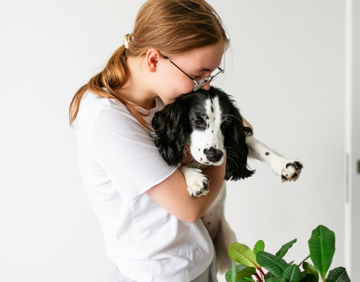 A sprocker spaniel being held and cuddled by their owner