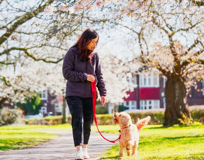 A woman walking her Cockapoo through a park.