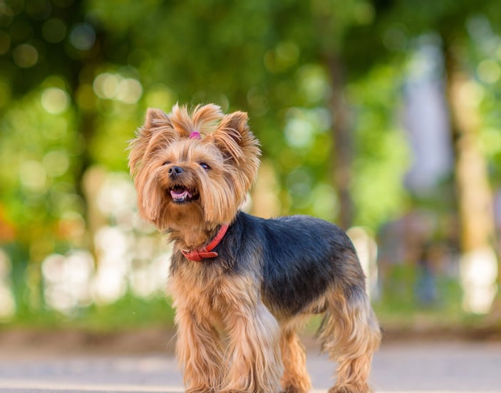 A Yorkie dog standing up.