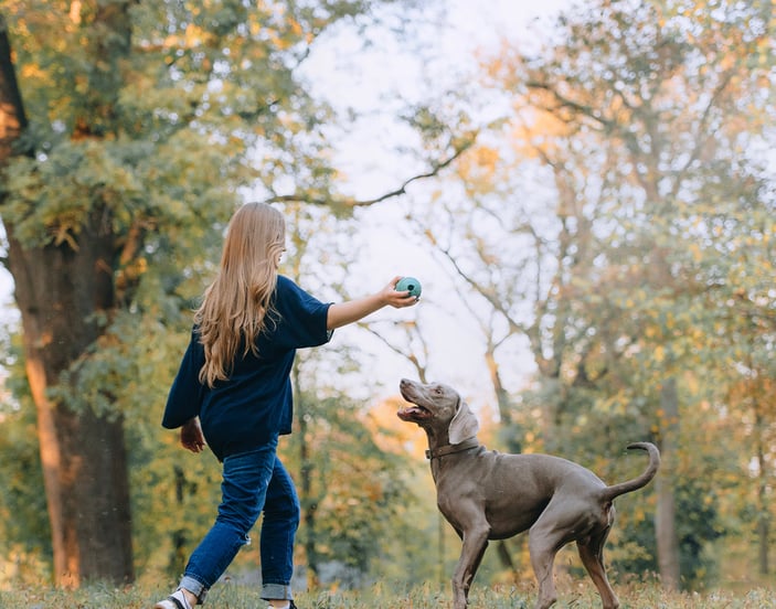 A woman and her weimaraner playing with a ball in a forest.