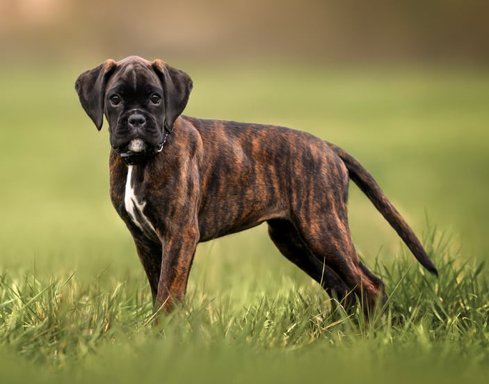 A young boxer standing in the grass.