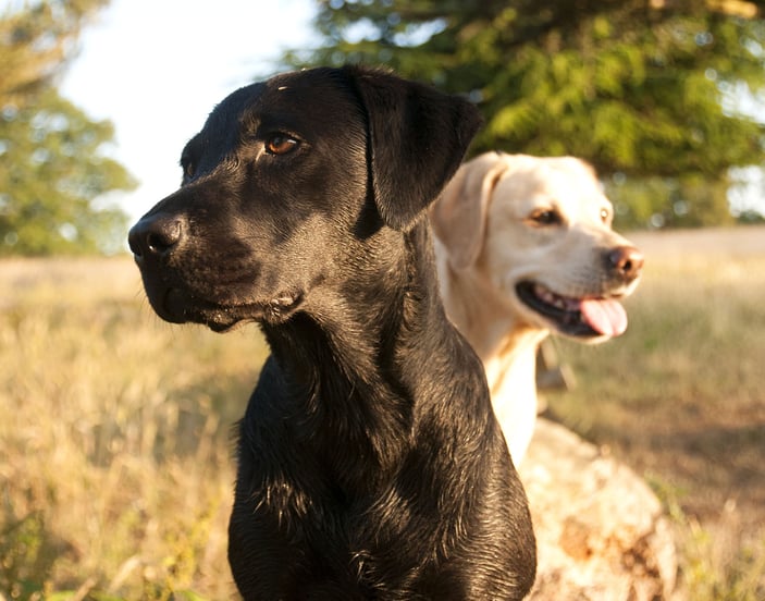 One black labrador and one yellow labrador sitting on a log in a field, looking in opposite directions