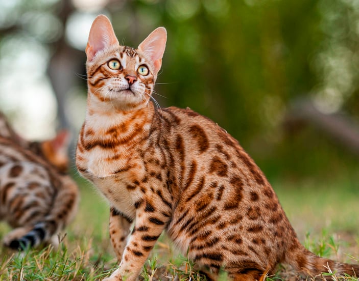 A bengal cat sitting in a field looking up.