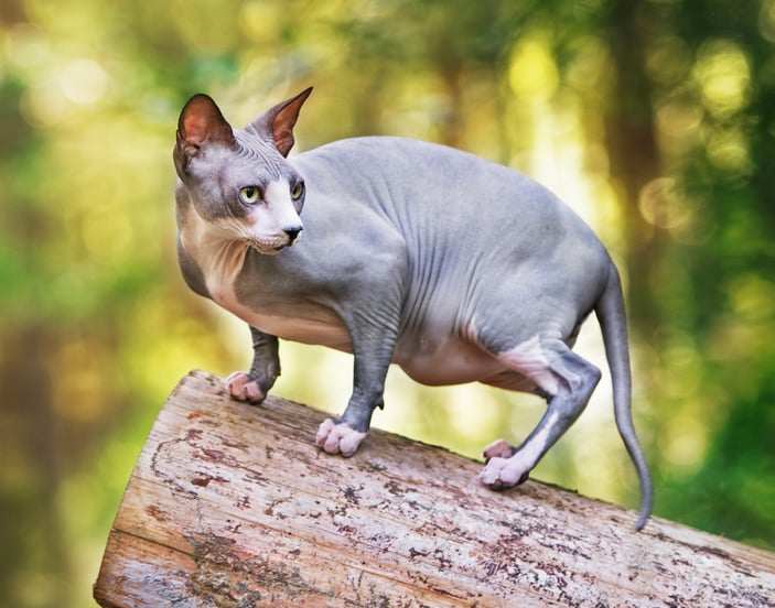 A sphynx standing on a log in a forest.