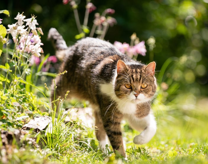 A tabby cat walking out from a flower bed.
