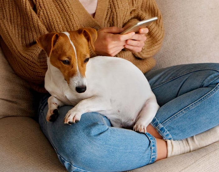 A Jack Russel Terrier sat on its owners lap, the owner is using their phone