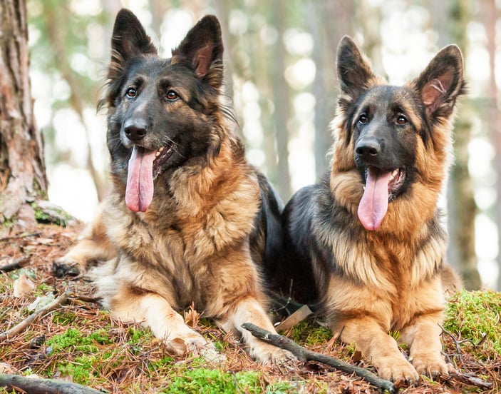 Two German Shepherd dogs sitting on a mossy hill.