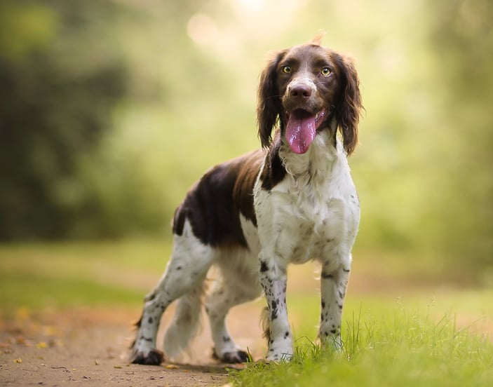 An English Springer Spaniel with its tongue hanging out standing on a path surrounded by tress.