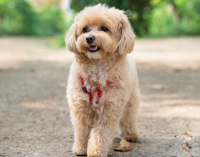 A cream coloured Maltipoo standing outside.