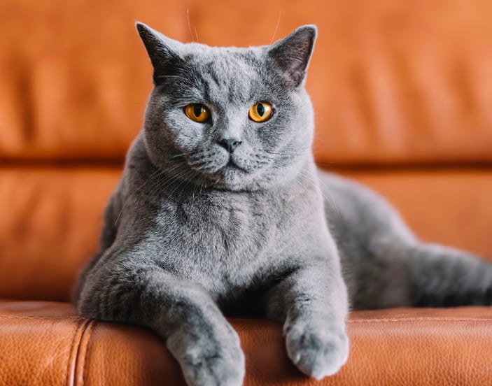 A British Shorthair laying on a tan leather sofa.