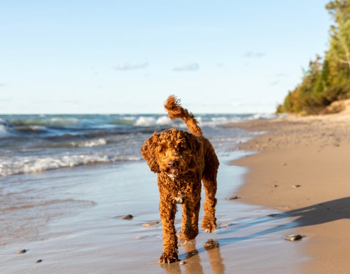 Brown labradoodle walking on the beach