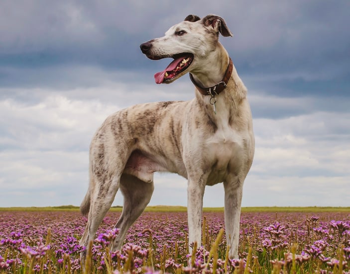 A lurcher standing in a field of flowers.