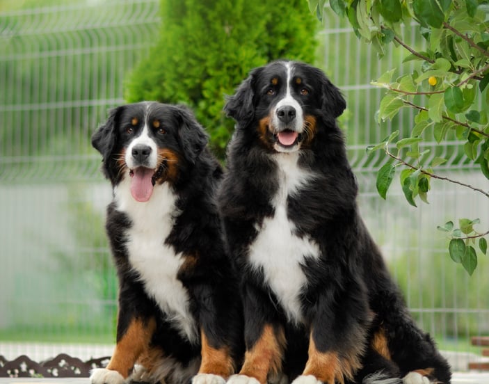 Two Bernese Mountain Dogs sitting next to one another outdoors.