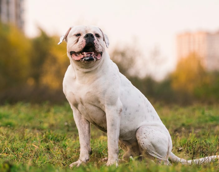 A white american bulldog in a grass field.