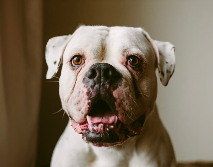 A white american bulldog with its mouth open close to the camera.