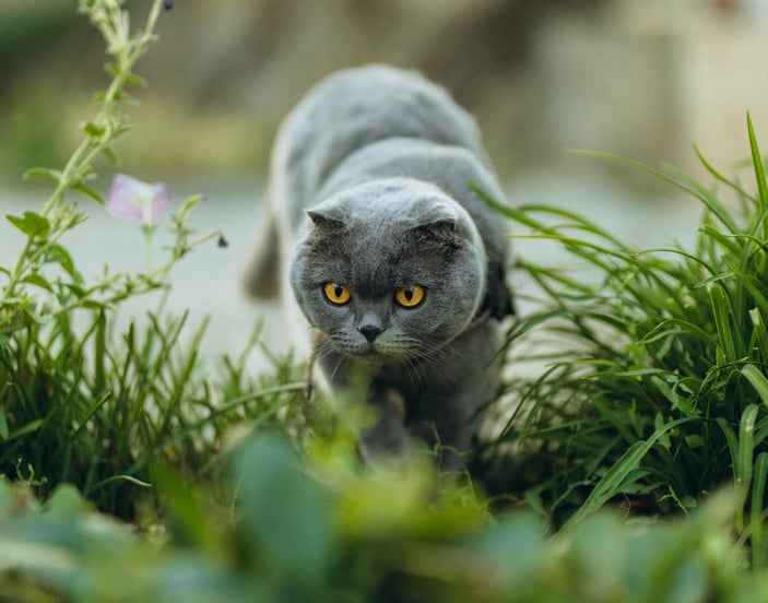 A Scottish Fold about to pounce.