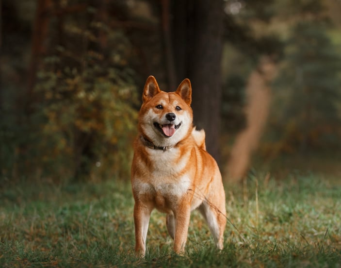 Shiba Inu dog standing in a forest with mouth open