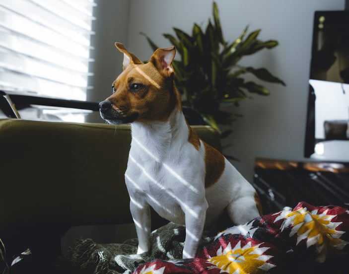 A Jack Russell Terrier sat on a sofa basking in light piercing through from a window