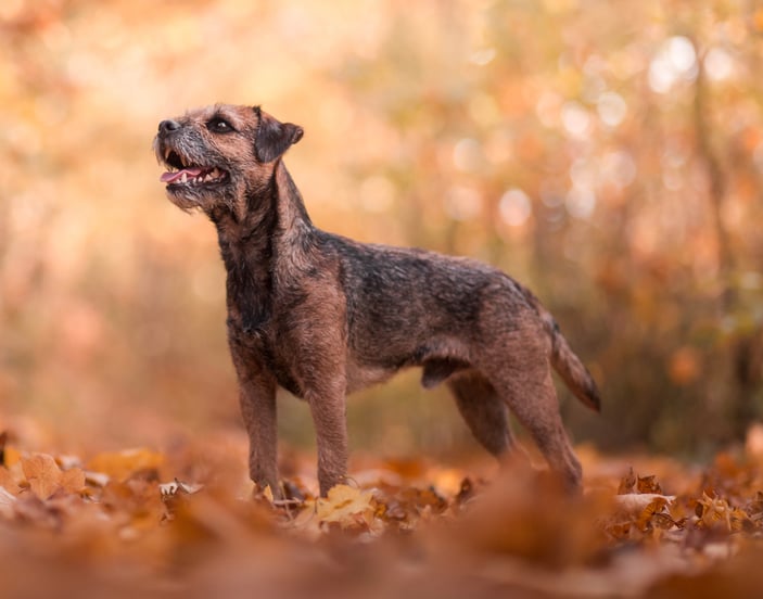 A border terrier surrounded by autumn leaves.