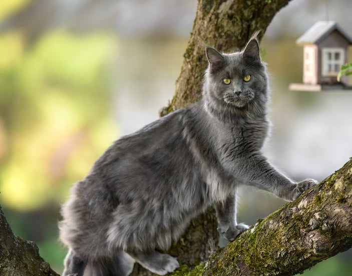A maine coon cat in a tree.