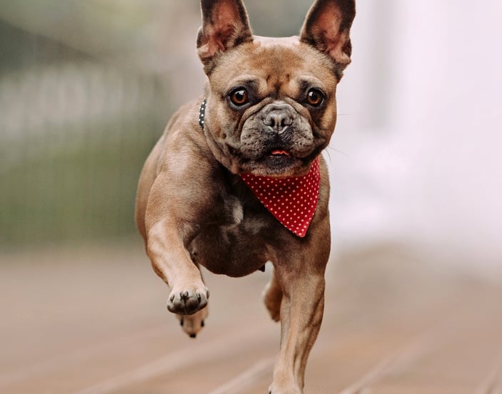 A French Bulldog wearing a bandana running towards the camera.