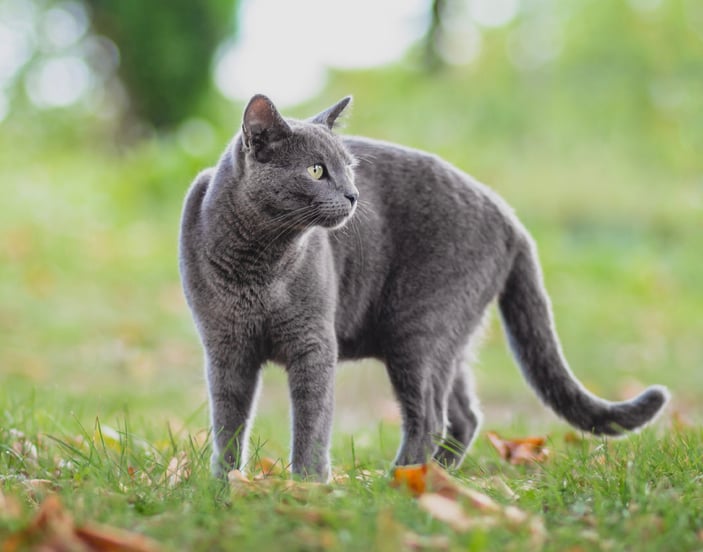 A russian blue outside on the grass.