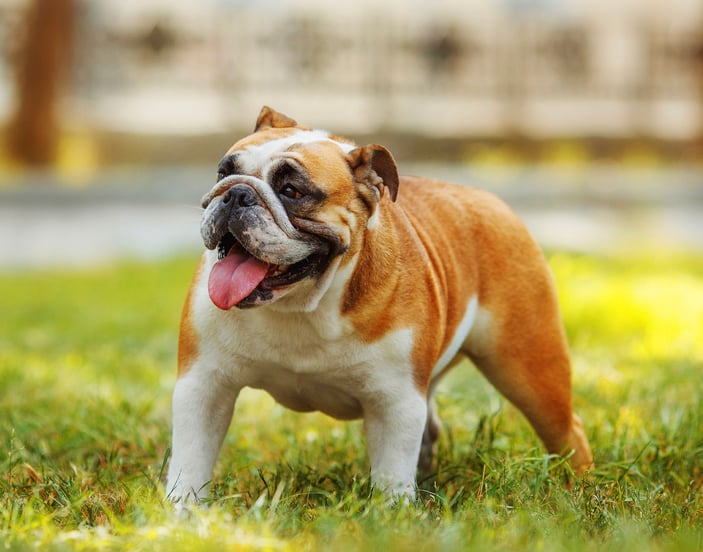 A tan and white english bulldog.