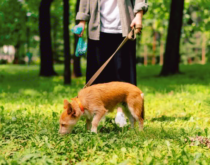 A small white dog wearing a coat watching its owner pick up its poop.