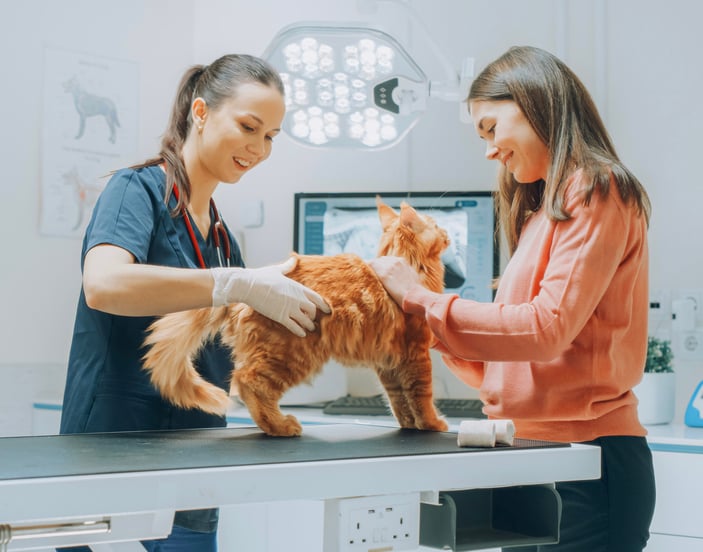 Ginger cat standing on vet table with vet and owner next to them