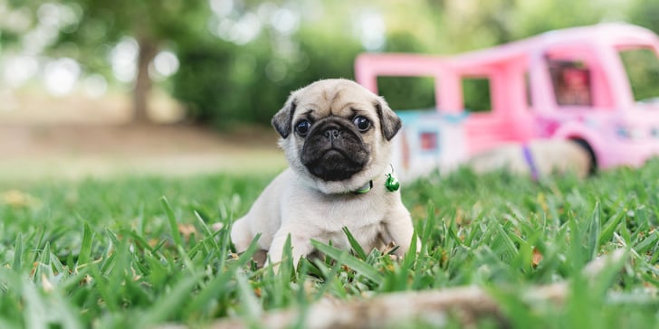 pug puppy lying on the grass