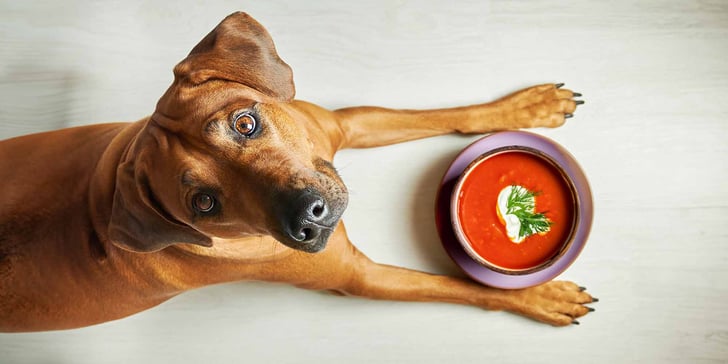 A dog sitting next to a bowl of tomato soup