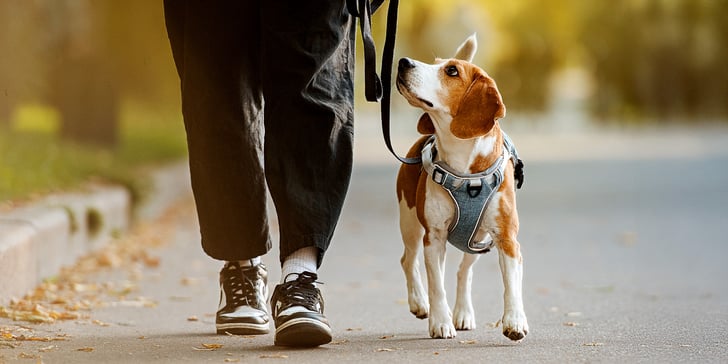A beagle looking up at their owner on a walk.